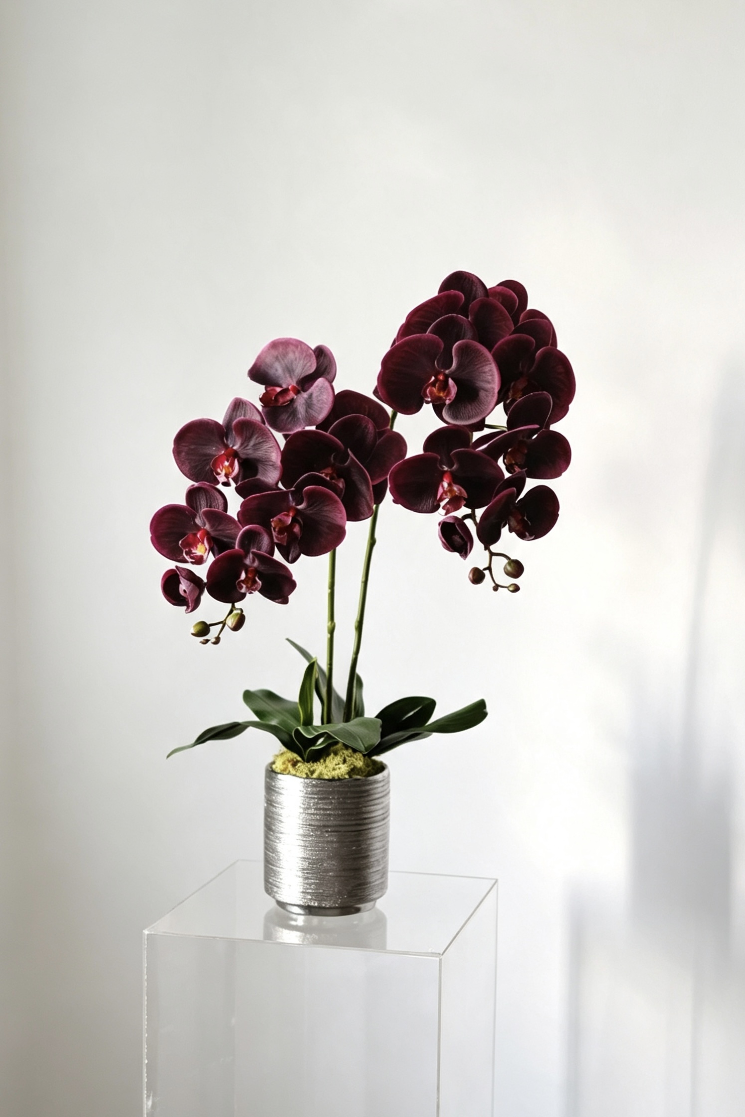 Luna burgundy two-stem silk orchid arrangement in a silver ceramic pot